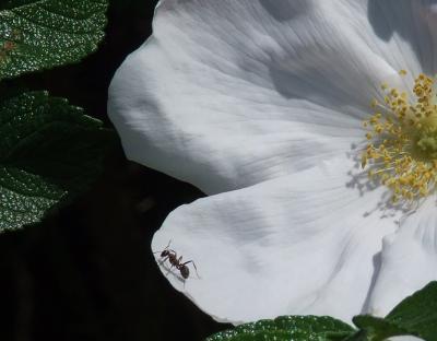 Image fleur blanc pétale fourmi à télécharger gratuitement
