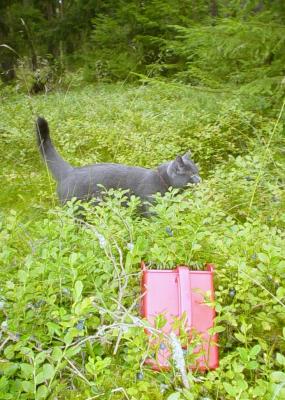 Image chat animal herbe à télécharger gratuitement