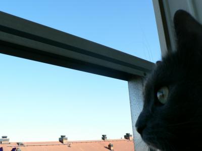 Image chat animal fenêtre à télécharger gratuitement