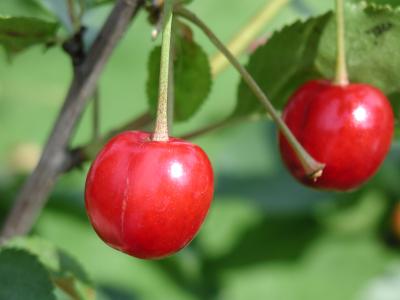 Image arbre feuille fruit nourriture plante cerise à télécharger gratuitement