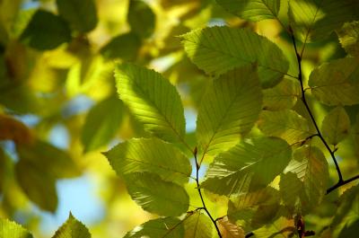 Image feuille plante à télécharger gratuitement