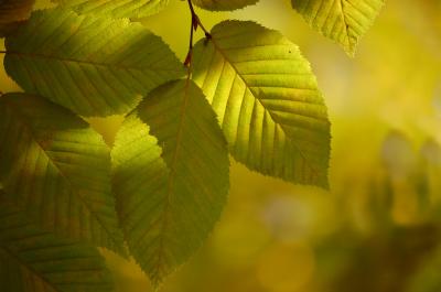 Image feuille plante à télécharger gratuitement