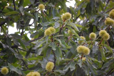 Image arbre feuille fleur à télécharger gratuitement