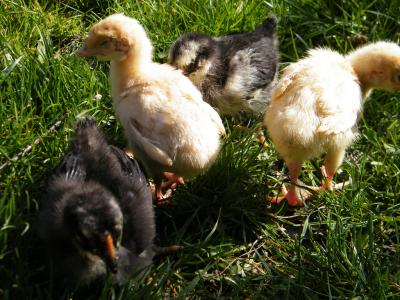 Image animal poulet à télécharger gratuitement