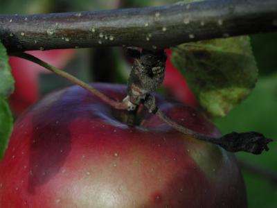 Image arbre rouge pomme à télécharger gratuitement