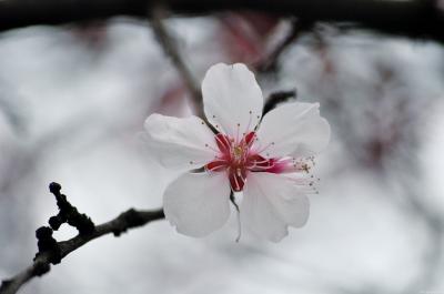 Image fleur blanc pétale à télécharger gratuitement
