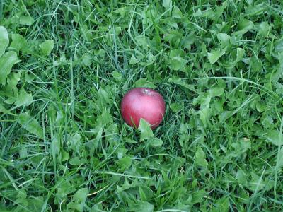 Image rouge herbe vert pomme à télécharger gratuitement