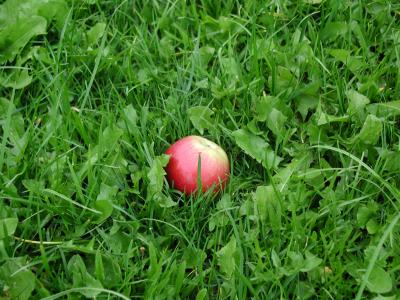 Image rouge herbe vert pomme à télécharger gratuitement