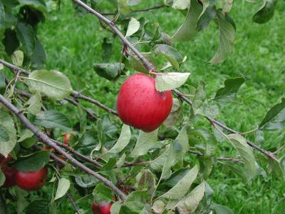 Image arbre rouge herbe vert pomme à télécharger gratuitement