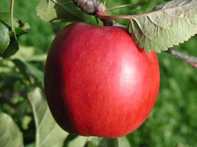 Image arbre rouge pomme à télécharger gratuitement