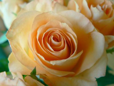 Image fleur rose pétale à télécharger gratuitement