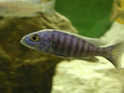 Image animal poisson gris rayure à télécharger gratuitement