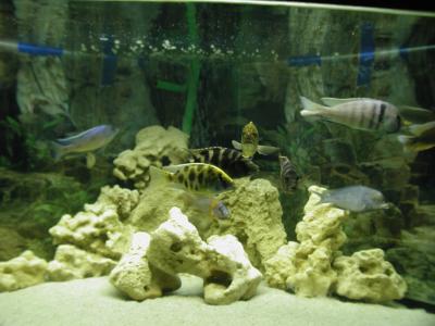 Image poisson sable aquarium à télécharger gratuitement