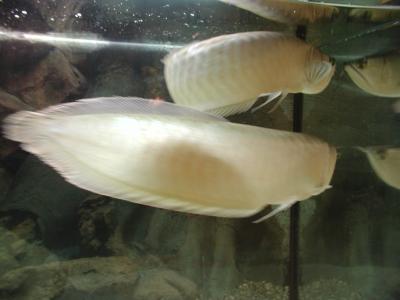 Image animal poisson blanc aquarium à télécharger gratuitement