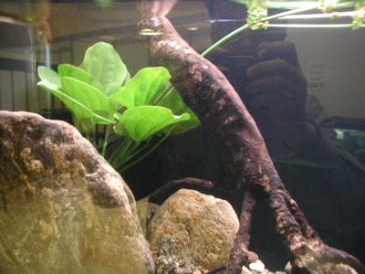 Image plante pierre aquarium à télécharger gratuitement