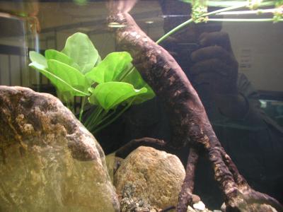 Image plante pierre aquarium à télécharger gratuitement
