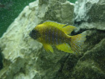 Image animal poisson jaune pierre à télécharger gratuitement