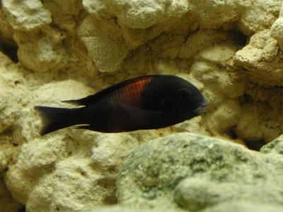 Image animal poisson pierre rayure noir à télécharger gratuitement