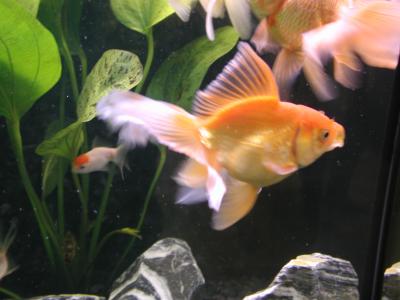 Image animal poisson orange à télécharger gratuitement