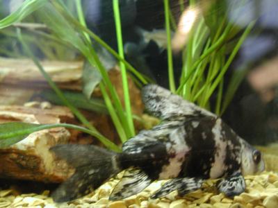 Image animal poisson gris rayure noir à télécharger gratuitement
