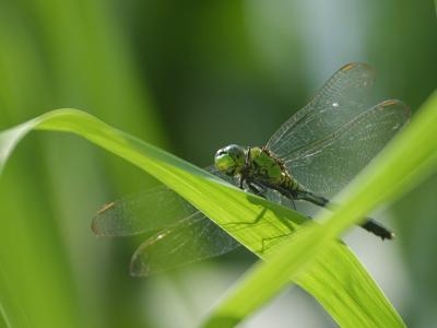 Image libellule insecte feuille à télécharger gratuitement
