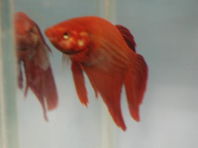 Image animal poisson rouge à télécharger gratuitement