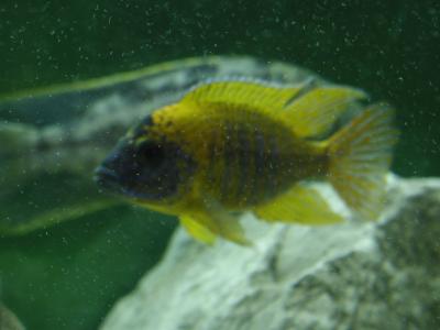 Image animal poisson jaune à télécharger gratuitement