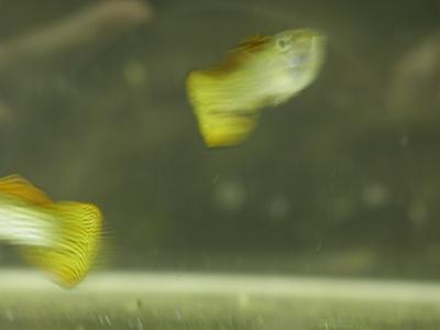 Image animal poisson jaune flou à télécharger gratuitement