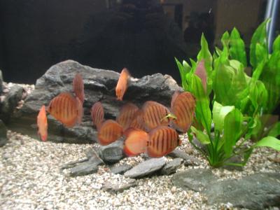 Image animal poisson pierre aquarium algue à télécharger gratuitement