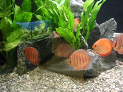 Image animal poisson pierre aquarium algue à télécharger gratuitement