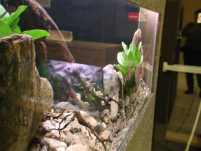 Image pierre aquarium à télécharger gratuitement