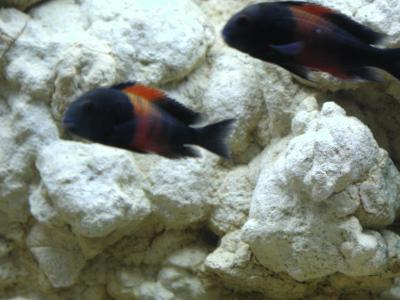 Image animal poisson pierre aquarium noir flou à télécharger gratuitement
