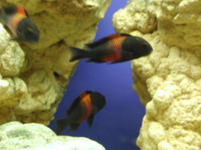 Image animal poisson pierre aquarium à télécharger gratuitement