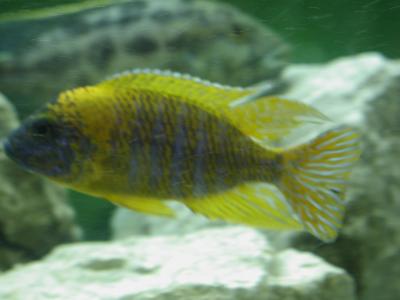 Image animal poisson jaune pierre rayure aquarium à télécharger gratuitement