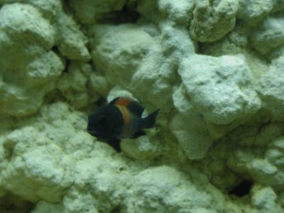 Image poisson pierre noir à télécharger gratuitement