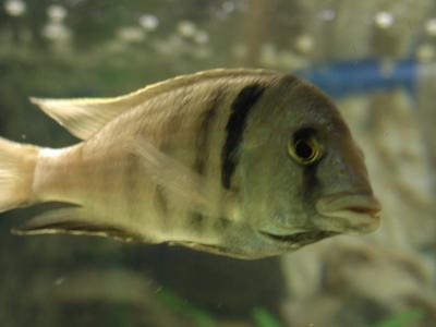 Image animal poisson gris à télécharger gratuitement