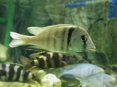 Image animal animal poisson gris rayure à télécharger gratuitement