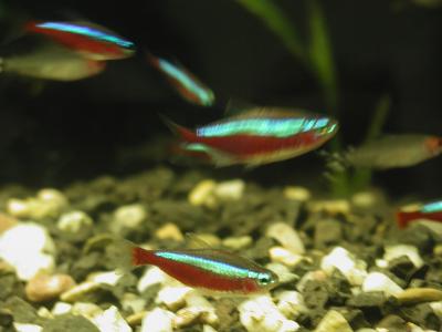 Image animal poisson rouge bleu sable pierre fluo flou à télécharger gratuitement
