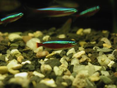 Image animal poisson rouge bleu sable fluo à télécharger gratuitement
