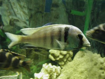 Image animal poisson gris rayure à télécharger gratuitement