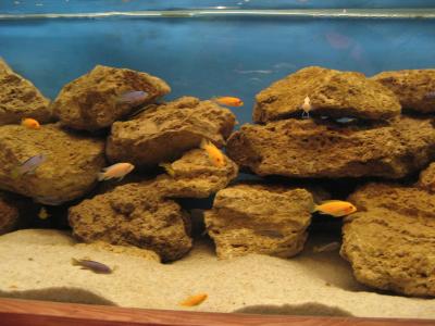 Image poisson eau sable pierre aquarium à télécharger gratuitement