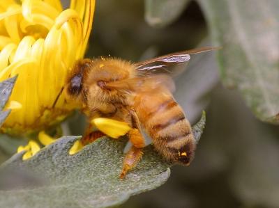Image insecte animal abeille pollen à télécharger gratuitement