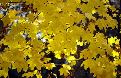 Image arbre feuille jaune à télécharger gratuitement