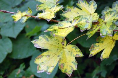 Image feuille jaune vert à télécharger gratuitement