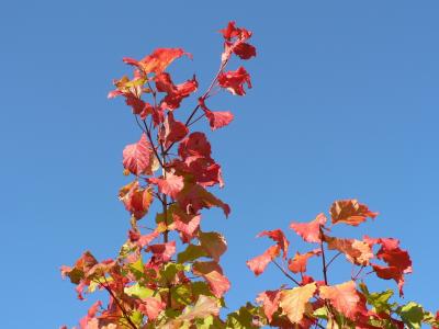 Image feuille rouge bleu ciel à télécharger gratuitement