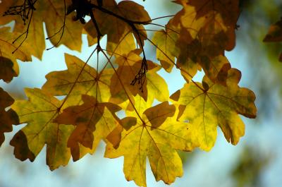 Image feuille jaune à télécharger gratuitement