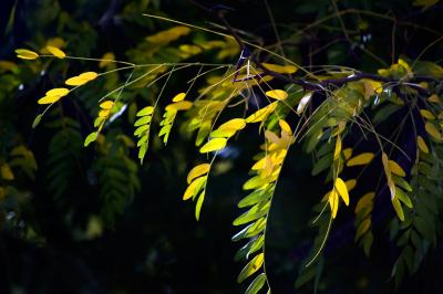 Image arbre feuille à télécharger gratuitement