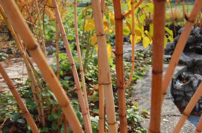 Image arbre plante bambou à télécharger gratuitement