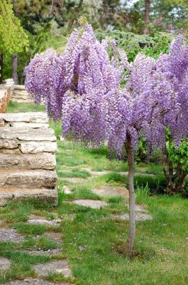 Image arbre violet jardin à télécharger gratuitement