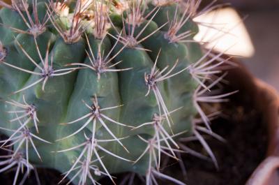 Image cactus plante épine à télécharger gratuitement